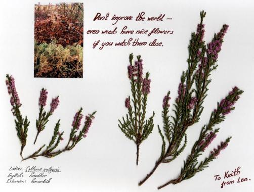 Keith Hamilton Cobb Fan Calendar - August